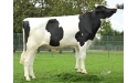 GIAGI - Prim'Holstein